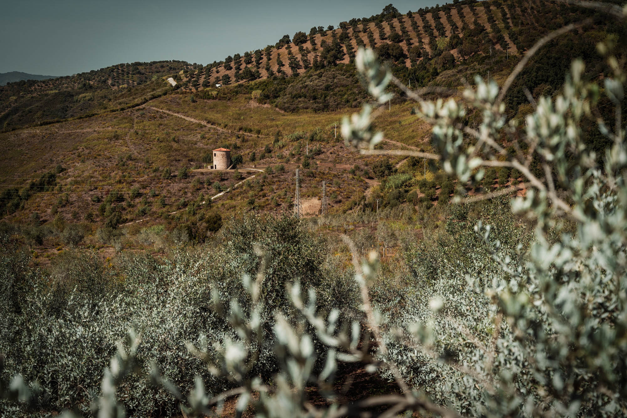 I MIGLIORI OLI DELLA CAMPANIA